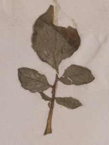 The leaves that struck terror into Irish farmers in 1846